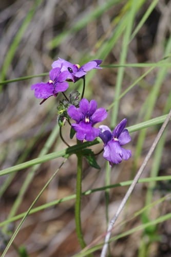 Nemesia caerulea — photo