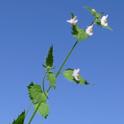 Nemesia denticulata (Toothed aloha) — photo