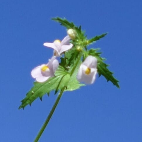 Nemesia denticulata (Toothed aloha) — photo