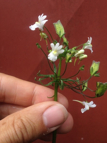 Nemesia floribunda
