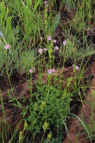 Nemesia fruticans — photo