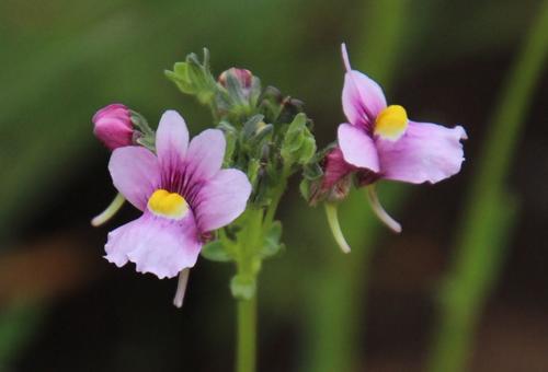 Nemesia fruticans