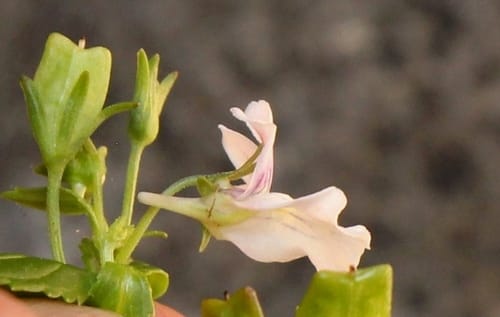 Nemesia rupicola — photo