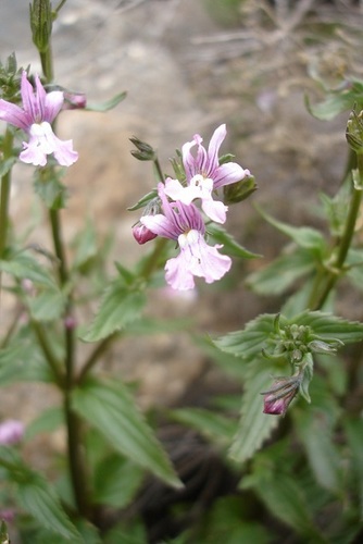 Nemesia rupicola