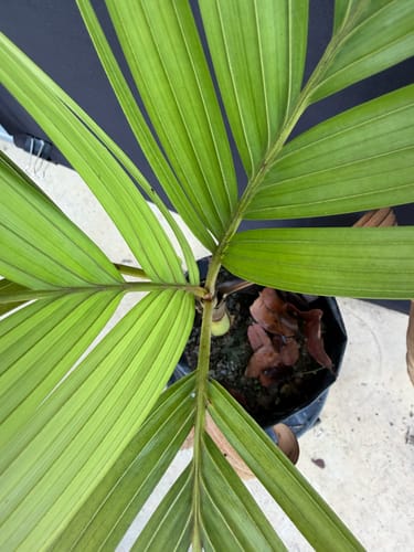 Nenga pumila — photo