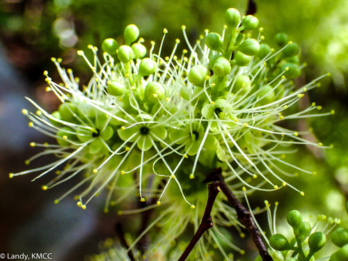 Neoapaloxylon madagascariense