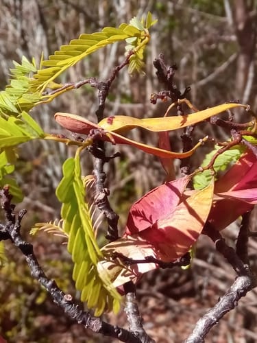 Neoapaloxylon tuberosum — photo