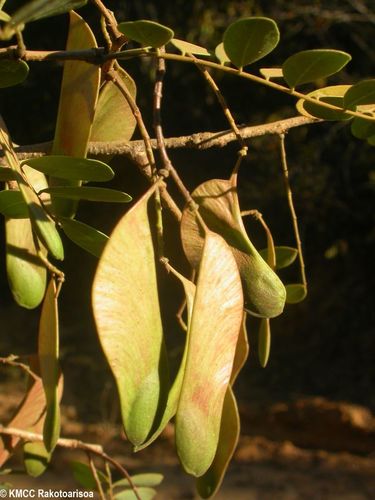 Neoapaloxylon tuberosum
