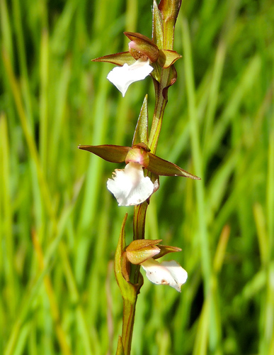 Neobolusia tysonii