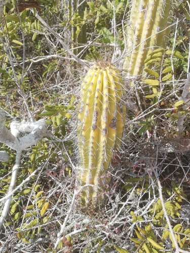 Neobuxbaumia tetetzo (Tetecho) — photo