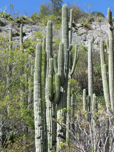 Neobuxbaumia tetetzo