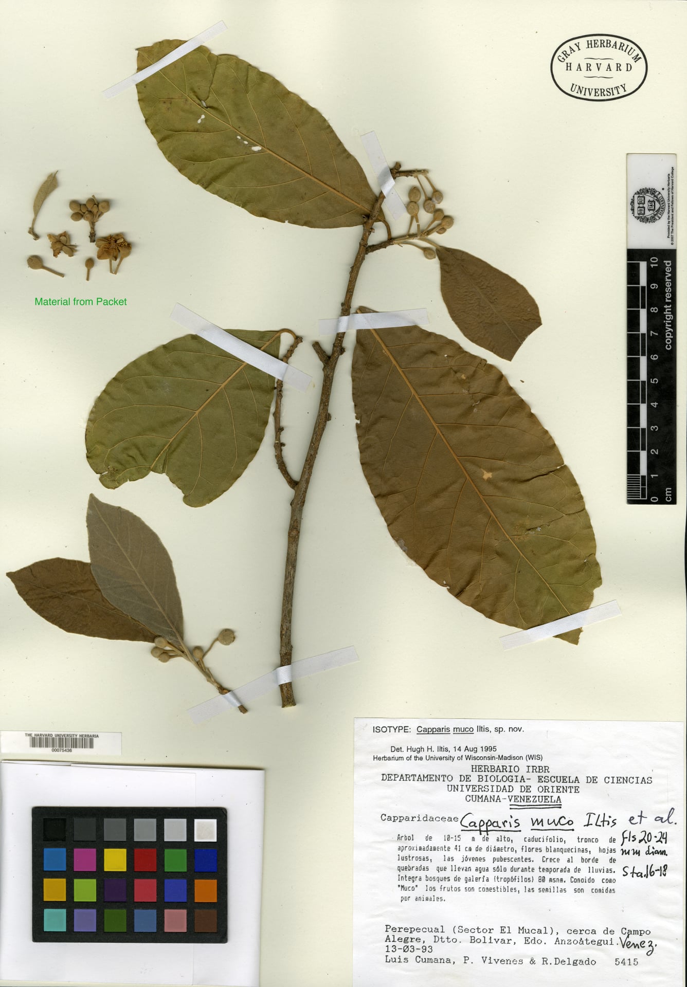 Neocalyptrocalyx muco (Muco neocalyptrocalyx) — photo