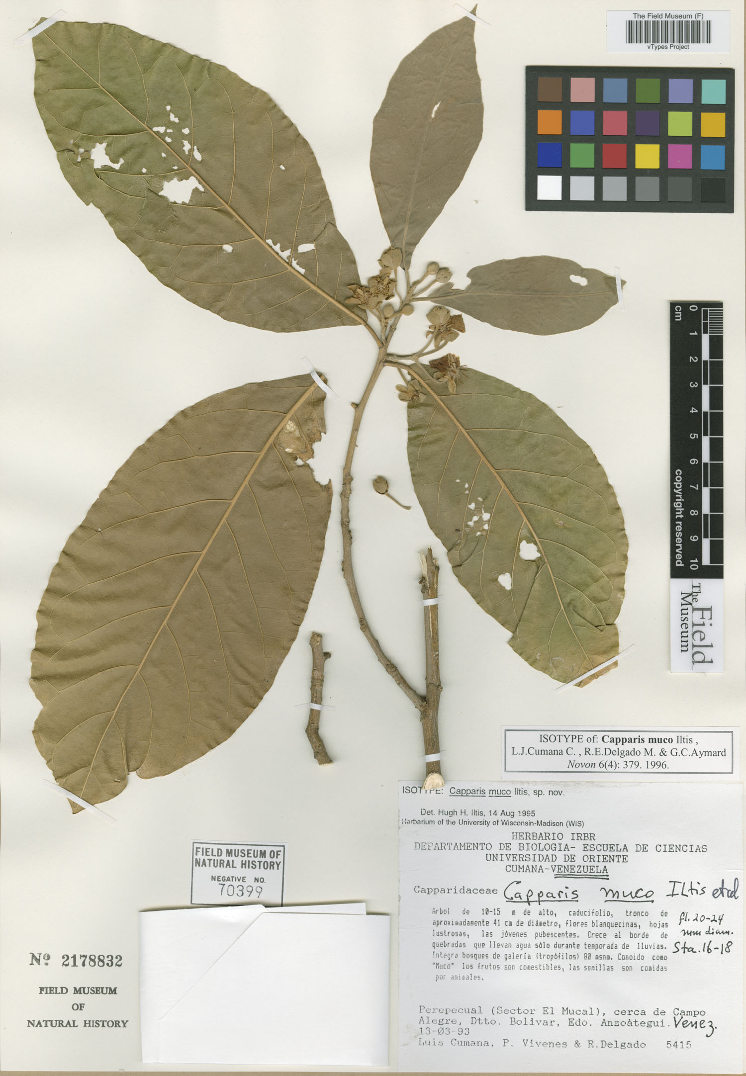 Neocalyptrocalyx muco