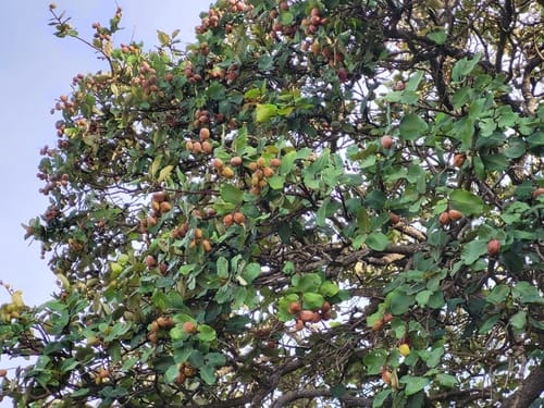 Neocarya macrophylla (Gingerbread plum) — photo