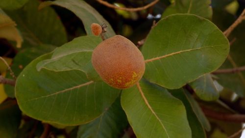 Neocarya macrophylla