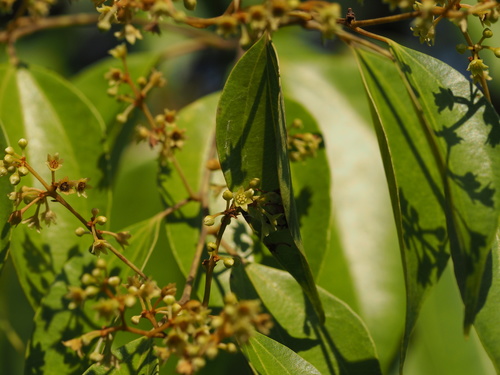 Neocinnamomum caudatum