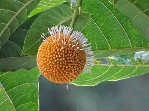 Neolamarckia cadamba (Kadam tree) — photo