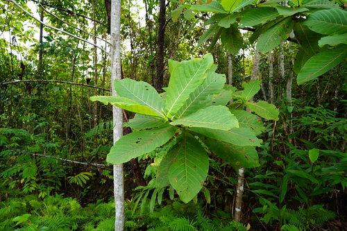Neolamarckia macrophylla — photo