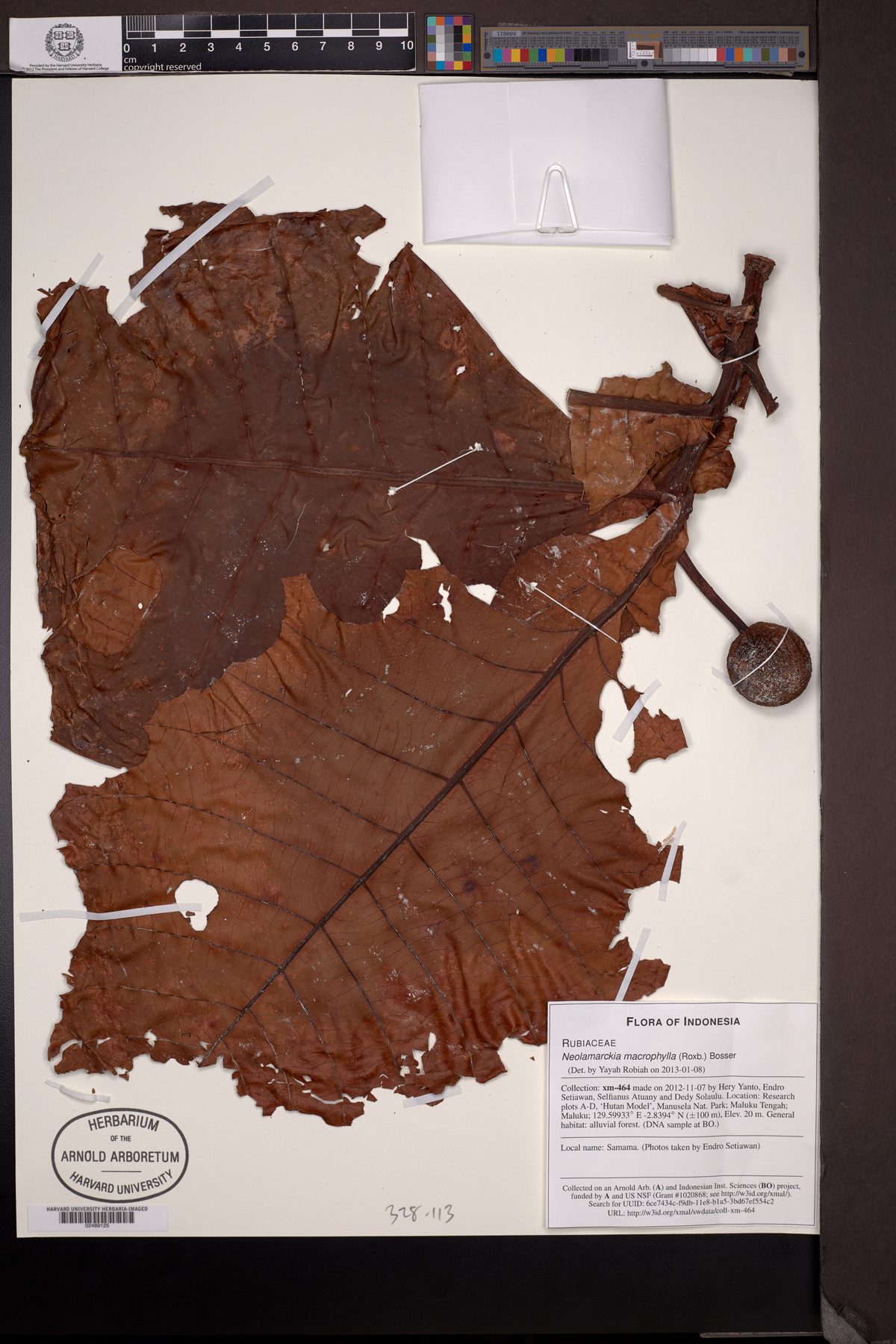 Neolamarckia macrophylla — photo
