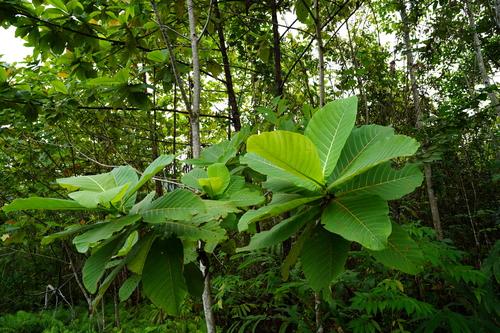 Neolamarckia macrophylla