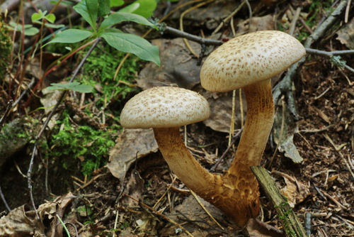 Neolentinus lepideus — photo
