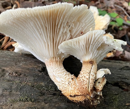 Neolentinus lepideus