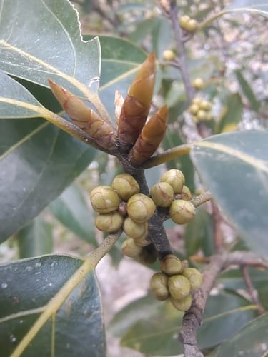 Neolitsea pallens (Bilaru) — photo