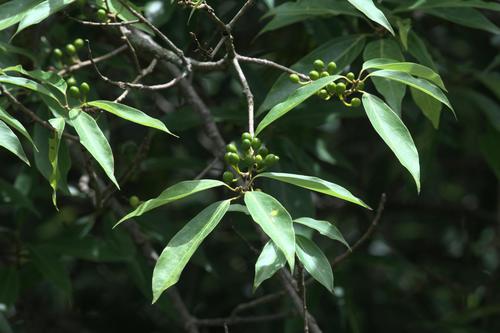 Neolitsea pallens