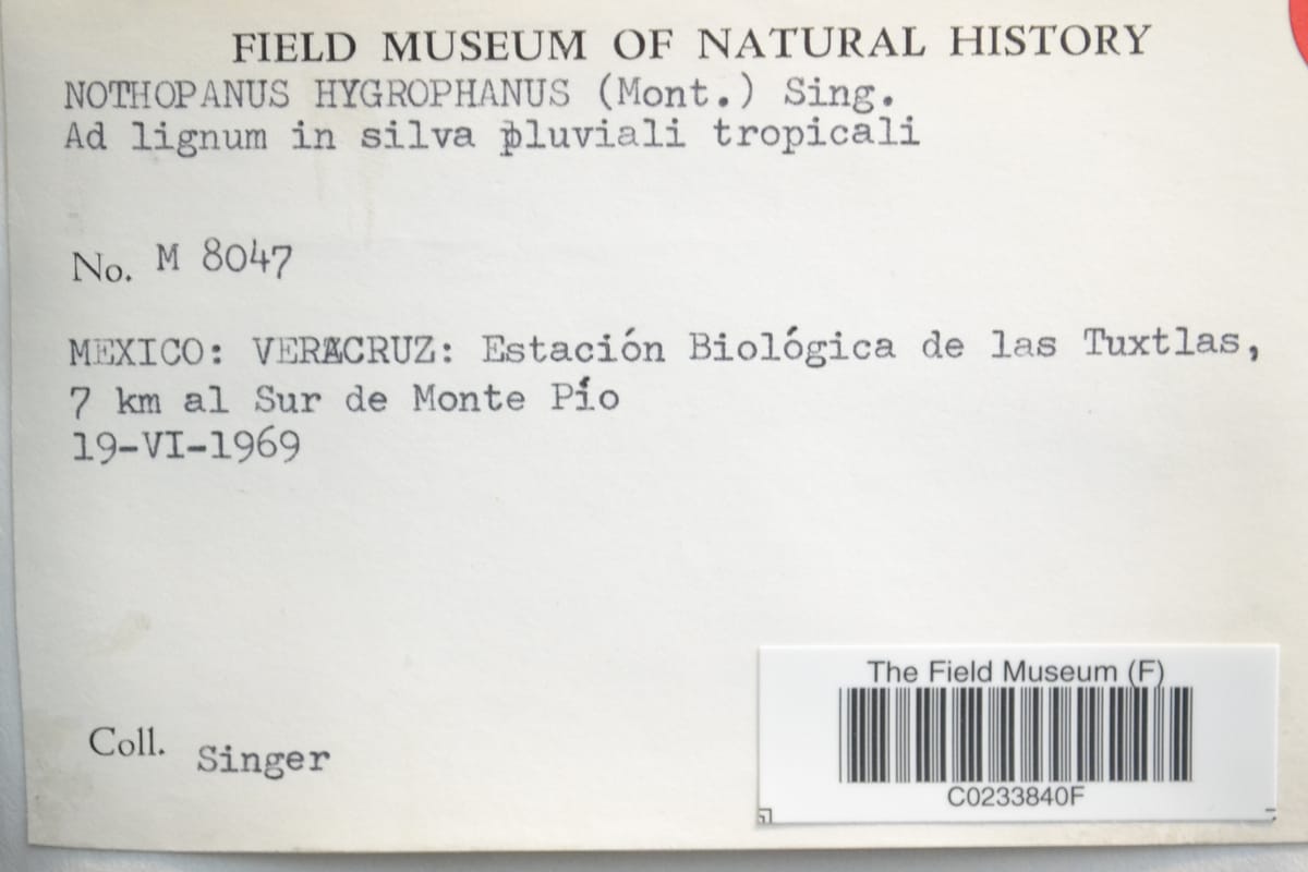Neonothopanus hygrophanus — photo