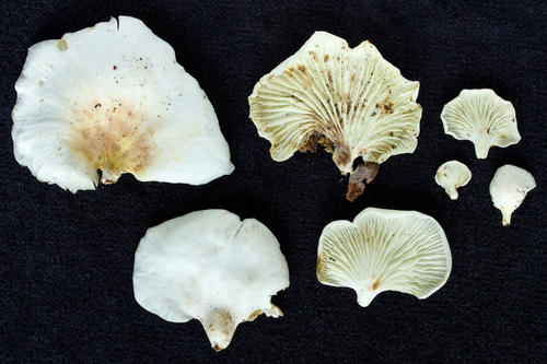 Neonothopanus hygrophanus