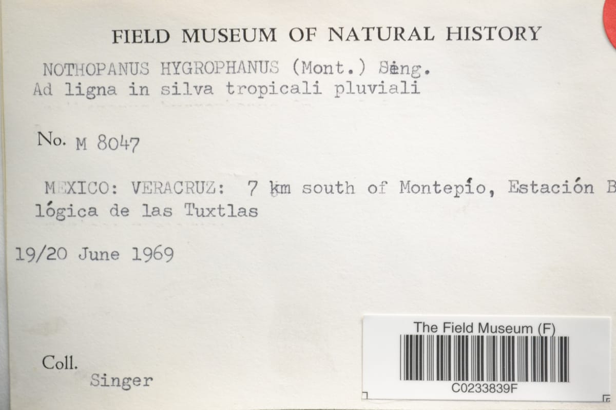 Neonothopanus hygrophanus — photo