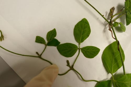 Neonotonia wightii