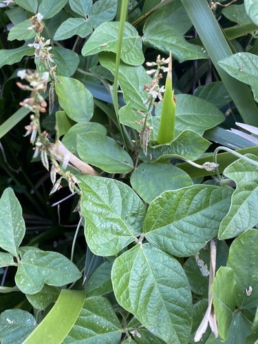 Neonotonia wightii subsp. pseudojavanica