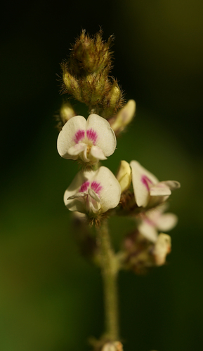 Neonotonia wightii subsp. pseudojavanica — photo