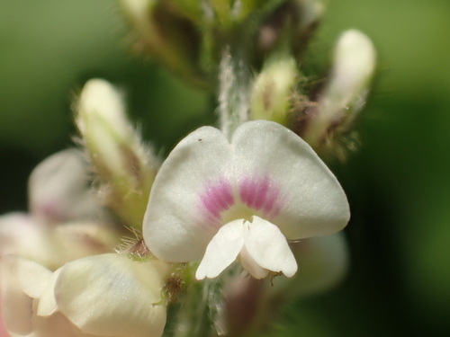 Neonotonia wightii subsp. pseudojavanica — photo