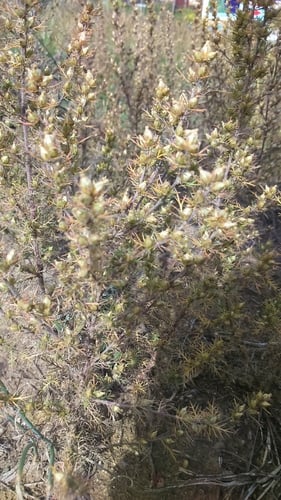 Neopallasia pectinata