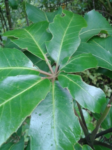 Neopanax arboreus
