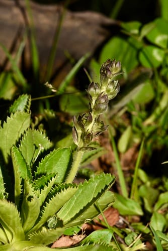 Neopicrorhiza scrophulariiflora — photo