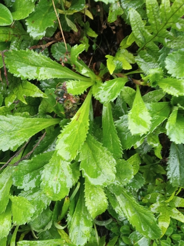 Neopicrorhiza scrophulariiflora