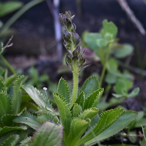 Neopicrorhiza scrophulariiflora — photo