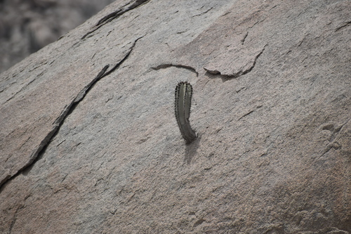 Neoraimondia arequipensis