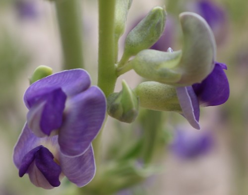 Neorautanenia amboensis