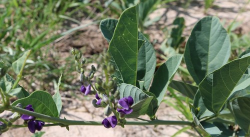 Neorautanenia mitis