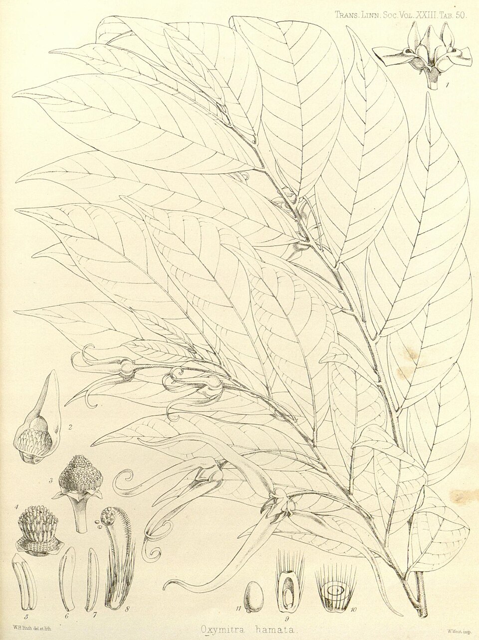 Neostenanthera hamata