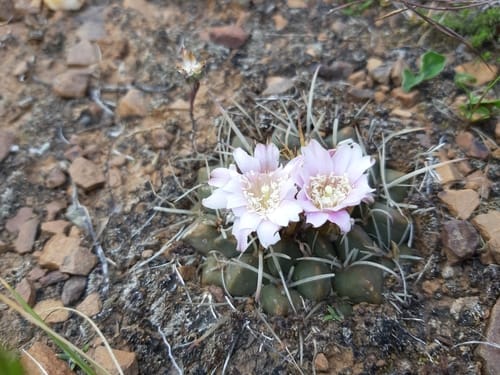 Neowerdermannia vorwerkii (Achacana) — photo
