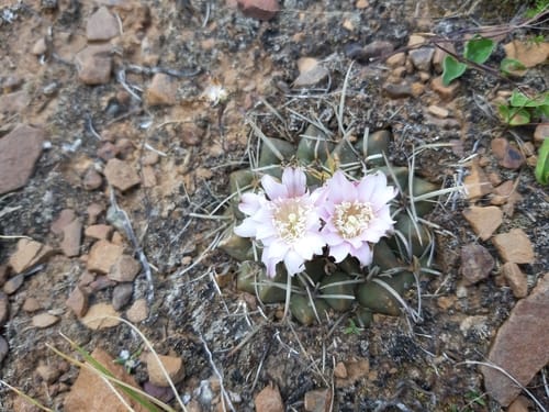 Neowerdermannia vorwerkii (Achacana) — photo