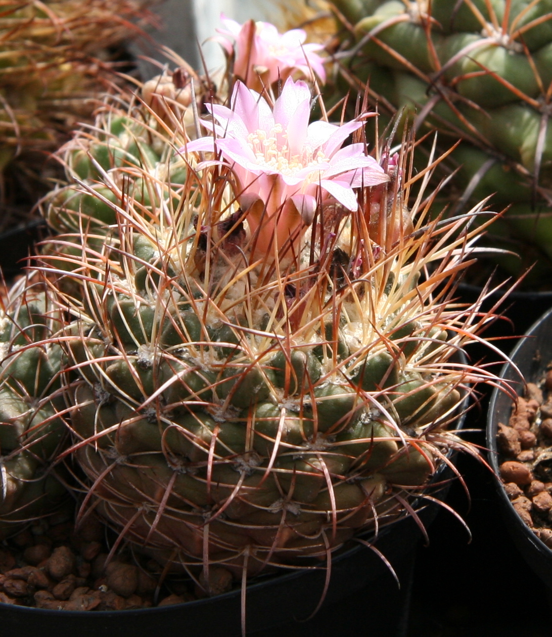 Neowerdermannia vorwerkii