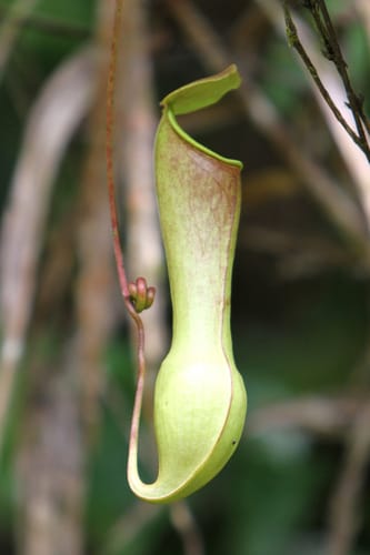 Nepenthes distillatoria (Pitcher plant) — photo