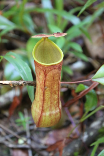 Nepenthaceae