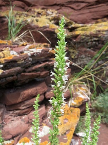 Nepeta annua — photo
